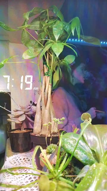 Preview for a Spotlight video that uses the trippy tv Lens