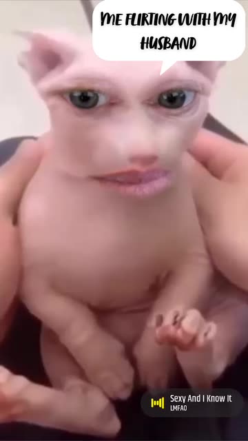 Preview for a Spotlight video that uses the Bingus Lens