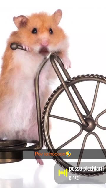 Preview for a Spotlight video that uses the Cycling Hamster Lens