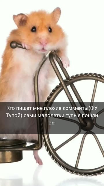 Preview for a Spotlight video that uses the Cycling Hamster Lens