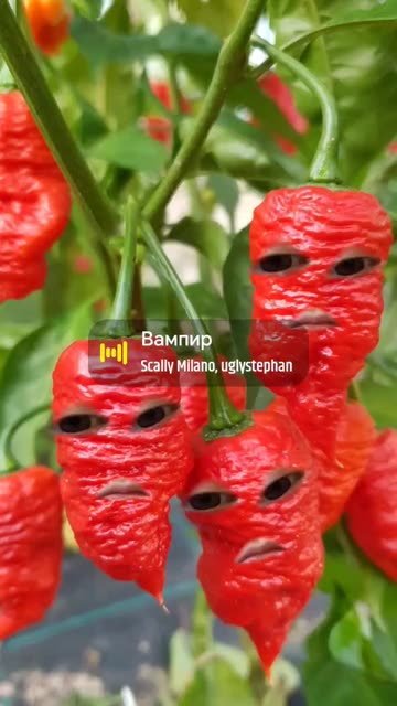 Preview for a Spotlight video that uses the Chili Pepper Face Lens