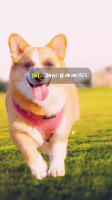 Preview for a Spotlight video that uses the Running Dog Face Lens