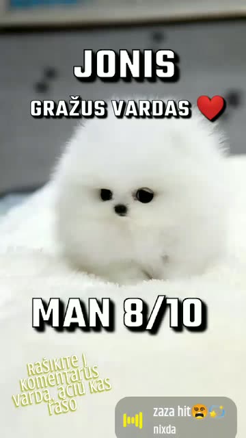 Preview for a Spotlight video that uses the White Puppy Lens