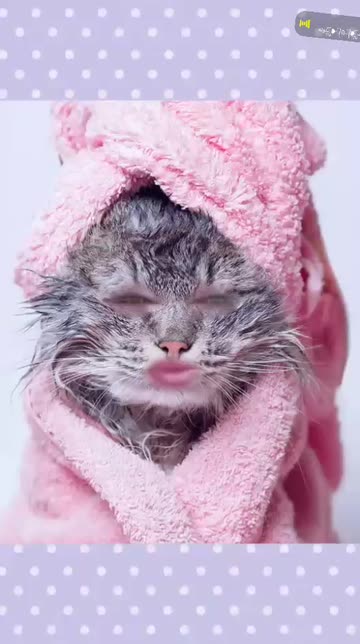 Preview for a Spotlight video that uses the Wet Cat Lens