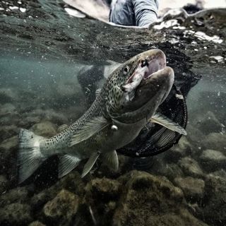 Fishingroc