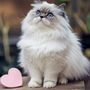 Cutefunnie