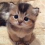 PurrPals