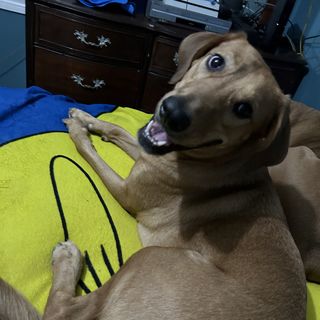 kindprincessttv🕹️😇🐶