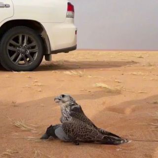عشق أبو علاج | 🇸🇦ksA