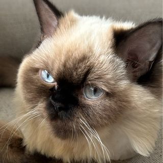 Koko❤️
