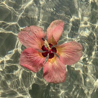 𝓙𝓐𝓜𝓘𝓛𝓐🧞‍♀️🐚