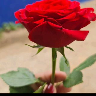 رنوش ن