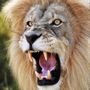 𝐶ℎ𝑖𝑚𝑧𝑖𝑡𝑒𝑟𝑒𝑚🦁🇳🇬 𝐴𝑚𝑎𝑘𝑎👑🇺🇸