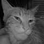 GigaCat