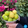 البدويه السنعه بنت الديره 🇸🇦