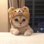 viralcat07