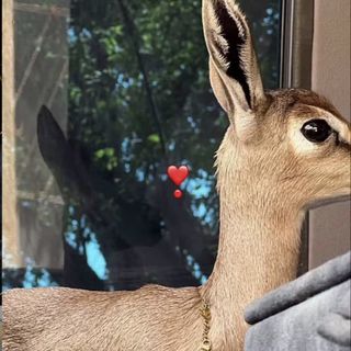 LA🤍🦌