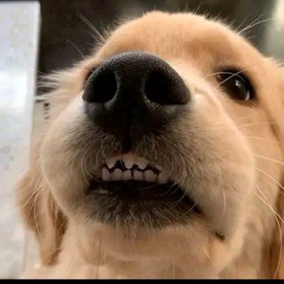 Goldendog Daisy