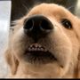 Goldendog Daisy