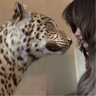🦌🇸🇦