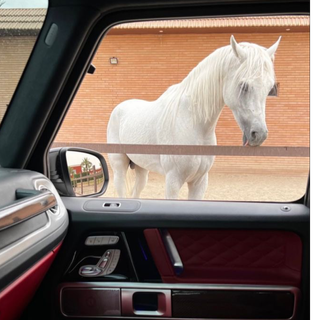 دعاء احمد 🐎'