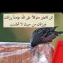 أبوعزام