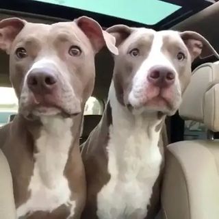 Knight_thepit