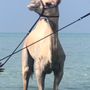 الزعيــم