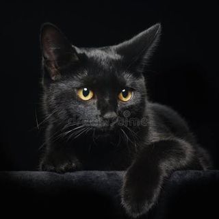 𝕭𝖑𝖆𝖈𝖐 𝖈𝖆𝖙🐈‍⬛💥