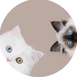 mmeowmmia