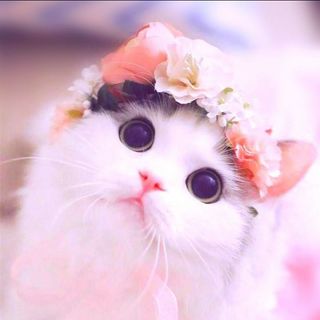 Crazy Vj