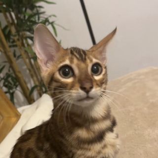 VOLTAIRE LE ROI DES CHATS