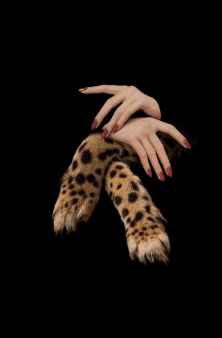 Sr 🐆