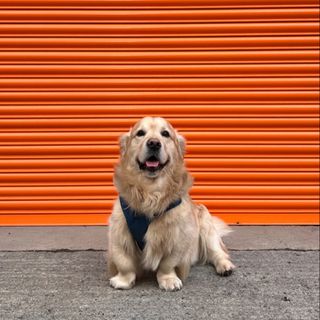 funny pets