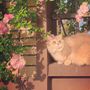 Orange Cat
