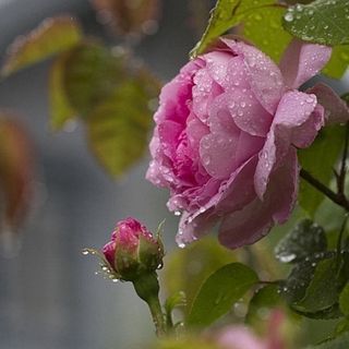 هيّو|Elegant