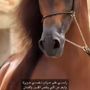 ابوفيصل
