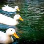 Ducky duck