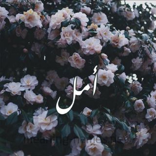 Amal Awadh