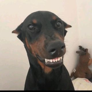 Ares The Doberman