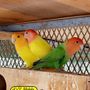 🌴happy.pets🌴 مربي طيور ينبع