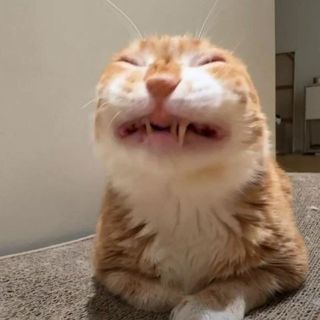 Billi Memes😸