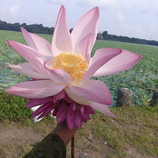 Ravi Verma_01