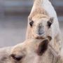 جـاسـر الـجـهـنـي 🐪🥇