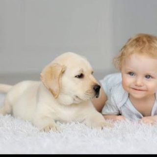 Dogs And Kids