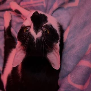 Bela 🤪