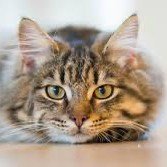 Funny Cat