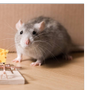 Profile picture for Mousetrap