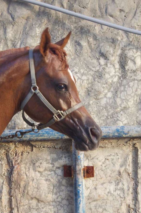 عبود |🇧🇭🐎V68s