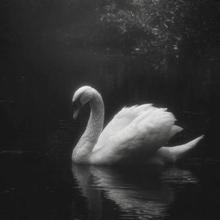 Maزia🦢
